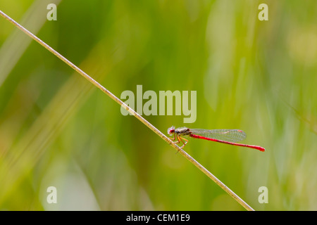 Petite libellule rouge (ceriagrion tenellum) sur tige d'herbe Banque D'Images