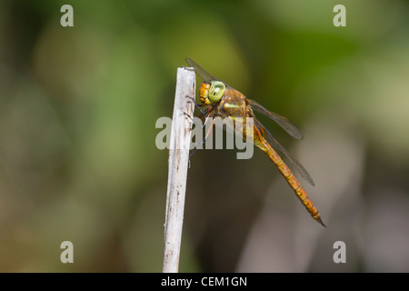 Norfolk mâle (Hawker aeshna isoceles) dragonfly perché Banque D'Images
