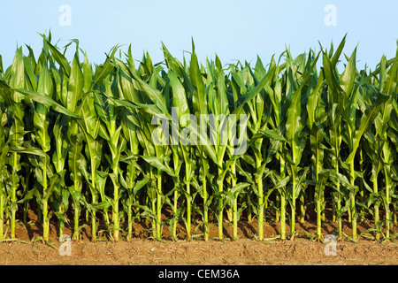 Agriculture - Weda d'une rangée de maïs-grain à la croissance moyenne des plants au stade de la panicule pré / près de l'Angleterre, Arkansas, USA. Banque D'Images