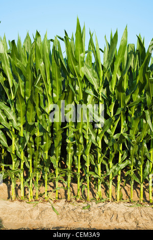 Agriculture - Weda d'une rangée de maïs-grain à la croissance moyenne des plants au stade de la panicule pré / près de l'Angleterre, Arkansas, USA. Banque D'Images
