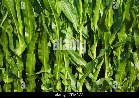 Agriculture - Weda d'une rangée de maïs-grain de la croissance mi plantes présentant uniquement le feuillage des plantes / près de l'Angleterre, de l'Arkansas. Banque D'Images