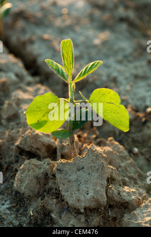 Agriculture - semis de soja par rétro-éclairé de la lumière du soleil tôt le matin / près de Jonesboro, Arkansas, USA. Banque D'Images