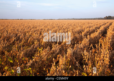 Agriculture - grand domaine de l'étape de la récolte de soja en fin d'après-midi la lumière / l'Est de l'Arkansas, USA. Banque D'Images