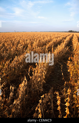 Agriculture - grand domaine de l'étape de la récolte de soja en fin d'après-midi la lumière / l'Est de l'Arkansas, USA. Banque D'Images