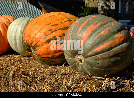 La récolte des citrouilles géantes, diverses variétés (Cucurbita maxima). Banque D'Images