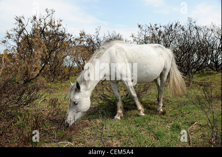 Un poney blanc paissant dans la New Forest, Royaume-Uni Banque D'Images