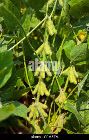 Agriculture - Gros plan du milieu de soja vert croissance pods sur le plant, montrant un bon potentiel de rendement / nord-est de l'Arkansas, USA. Banque D'Images