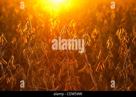 Agriculture - l'étape de la récolte à maturité des gousses de soja sur la plante, rétroéclairé par le coucher du soleil / près de Little Rock, Arkansas, USA. Banque D'Images