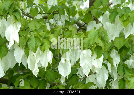 Printemps dans la plantation d'Isabella, Richmond Park, Royaume-Uni Banque D'Images