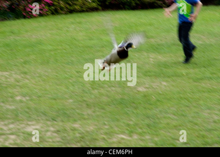 Canards dans Richmond Park, Royaume-Uni Banque D'Images