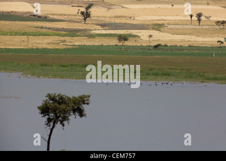 Paysage de l'autre côté du lac Beseka. L'Éthiopie. Jusqu'à partir de l'eau', les céréales jusqu'Hillside. Grues d'hivernage (Grus grus) en bas-fonds. Banque D'Images