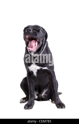 Portrait de chien de race Cane Corso, isolé sur fond blanc Banque D'Images