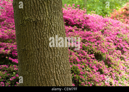 Printemps dans la plantation d'Isabella, Richmond Park, Royaume-Uni Banque D'Images