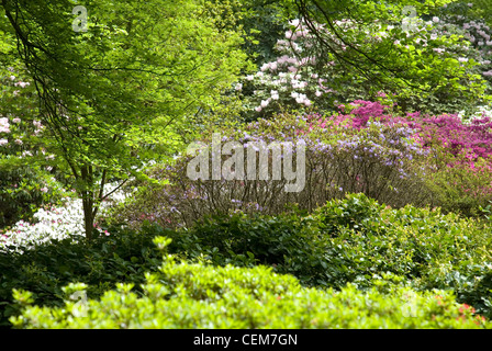 Printemps dans la plantation d'Isabella, Richmond Park, Royaume-Uni Banque D'Images