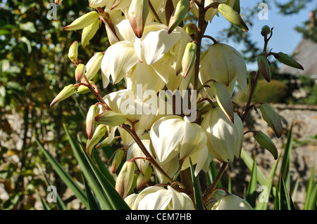 Yucca Gloriosa 'Variegata' en fleur. Banque D'Images