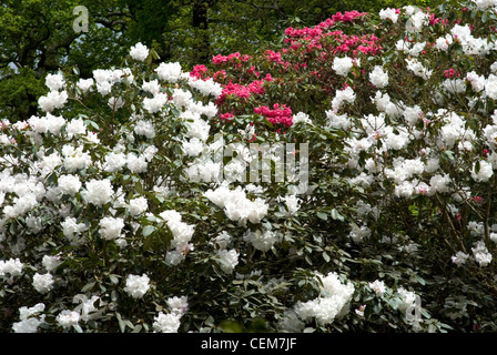 Printemps dans la plantation d'Isabella, Richmond Park, Royaume-Uni Banque D'Images