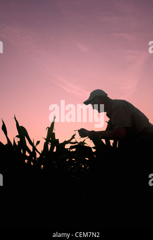 Agriculture - Un agriculteur (producteur) examine ses plants de maïs, de croissance moyenne au lever du soleil / près de l'Angleterre, Arkansas, USA. Banque D'Images