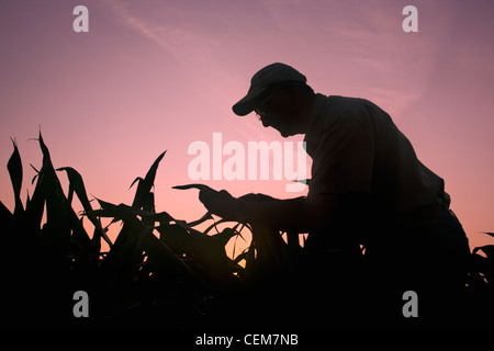 Agriculture - Un agriculteur (producteur) examine ses plants de maïs, de croissance moyenne au lever du soleil / près de l'Angleterre, Arkansas, USA. Banque D'Images