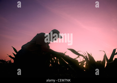 Agriculture - Un agriculteur (producteur) examine ses plants de maïs, de croissance moyenne au lever du soleil / près de l'Angleterre, Arkansas, USA. Banque D'Images