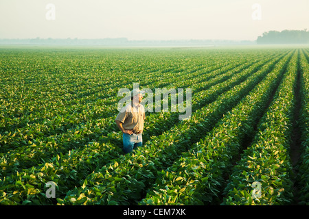 Un agriculteur (producteur) donne sur son domaine et examine la récolte de soja de croissance au milieu et à la fin de la formation des gousses étape/USA. Banque D'Images