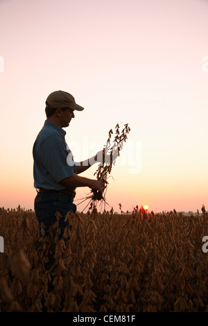 Agriculture - Un agriculteur (producteur) inspecte sa récolte à maturité de récolte de soja prêt à l'aube / Arkansas, USA. Banque D'Images