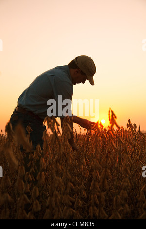 Agriculture - Un agriculteur (producteur) inspecte sa récolte à maturité de récolte de soja prêt à l'aube / Arkansas, USA. Banque D'Images