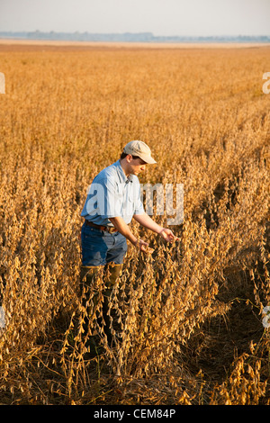 Agriculture - Un agriculteur (producteur) inspecte sa récolte à maturité de récolte de soja en prêt early morning light / New York, USA. Banque D'Images