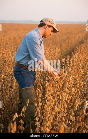 Agriculture - Un agriculteur (producteur) inspecte sa récolte à maturité de récolte de soja en prêt early morning light / New York, USA. Banque D'Images
