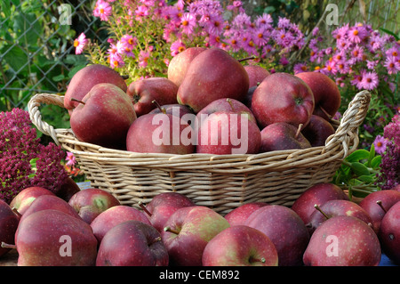 Récolte de pommes (variété : Starkinson", Malus domestica), jardin potager. Banque D'Images