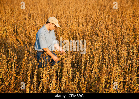 Agriculture - Un agriculteur (producteur) inspecte sa récolte à maturité de récolte de soja en prêt early morning light / New York, USA. Banque D'Images