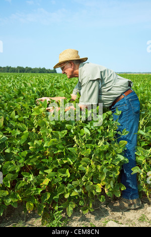 Agriculture - Un agriculteur (producteur) inspecte son milieu de culture du soja à la croissance verte le stade pod / nord-est de l'Arkansas, USA. Banque D'Images