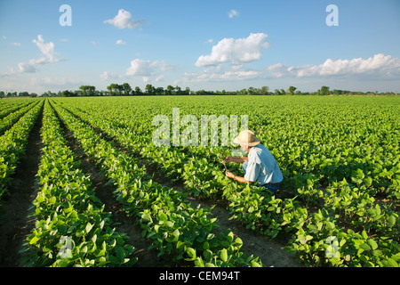 Agriculture - Un agriculteur (producteur) inspecte son milieu de culture de la croissance du soja / près de Jonesboro, Arkansas, USA. Banque D'Images