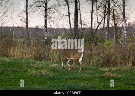 Le cerf de buck en fuite Banque D'Images