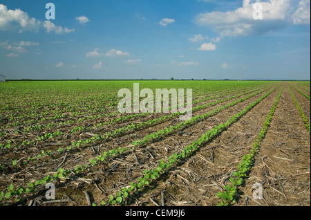 Domaine de semis de coton au stade 3-4 vraies feuilles planté, le non-labour dans le résidu de la récolte de maïs de l'année précédente / de l'Arkansas. Banque D'Images