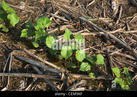 Rangée de plants de coton au stade 3-4 vraies feuilles planté, le non-labour dans le résidu de la récolte de maïs de l'année précédente / Arkansas, USA. Banque D'Images