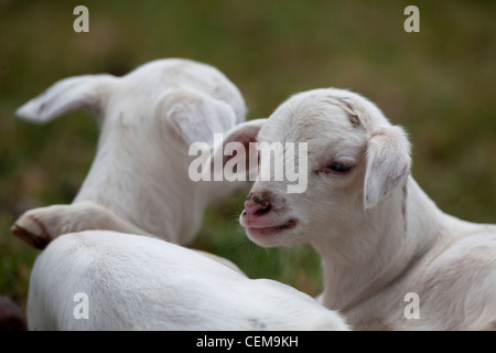 Le mouton domestique (Ovis aries), lits jumeaux nouveau-nés agneaux. Montagnes de balle. L'Éthiopie. Banque D'Images