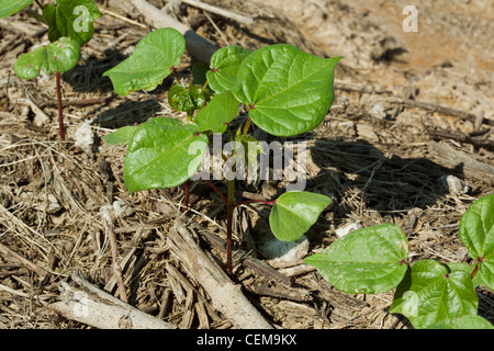 Gros plan du semis de coton au stade 6 feuilles, planté le non-labour dans le résidu de la récolte de maïs de l'année précédente / Arkansas, USA. Banque D'Images