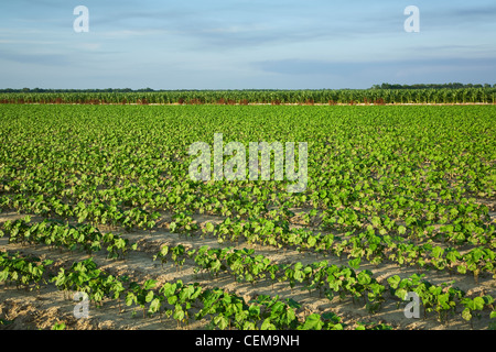 Domaine de la croissance initiale des plants de coton au stade 8 feuilles, avec une récolte de maïs-grain en pleine phase de remplissage auriculaire dans le contexte / USA. Banque D'Images