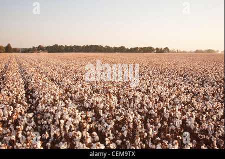 Grand champ de haut rendement défoliés à maturité des plants de coton à la récolte au début de l'étape du matin, lumière d'Automne / New York, USA. Banque D'Images