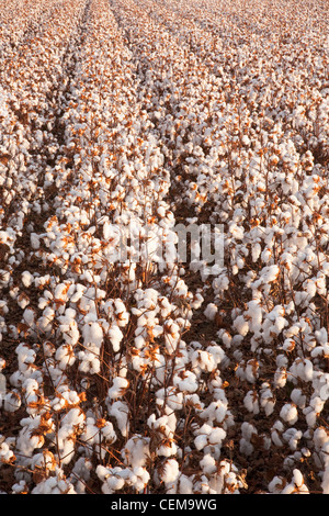 Rangées de défoliés à maturité des plants de coton à haut rendement à la récolte au début de l'étape matin Automne / lumière près de l'Angleterre, Arkansas, USA. Banque D'Images