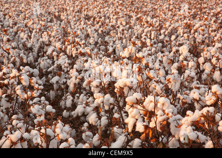 Rangées de défoliés à maturité des plants de coton à haut rendement à la récolte au début de l'étape matin Automne / lumière près de l'Angleterre, Arkansas, USA. Banque D'Images