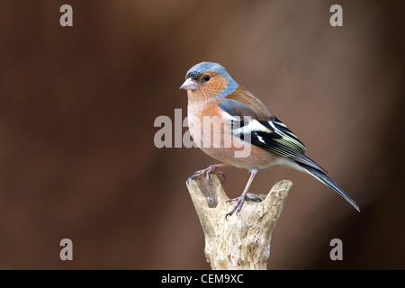 Portrait of a male Chaffinch Banque D'Images