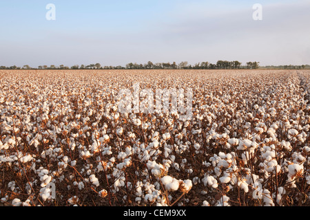 Grand champ de haut rendement défoliés à maturité lors de la récolte de coton à la fin de l'automne de l'après-midi / lumière près de l'Angleterre, Arkansas, États-Unis Banque D'Images