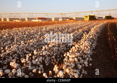 Rangées de jeunes adultes à haut rendement défoliés au stade de la récolte de coton d'arasement avec modules de coton dans l'arrière-plan / West Virginia, USA. Banque D'Images
