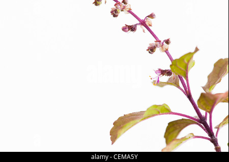 Ocimum tenuiflorum. Le basilic sacré, plante Tulsi et fleurs sur fond blanc Banque D'Images