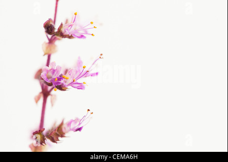 Ocimum tenuiflorum. Le basilic sacré, plante Tulsi et fleurs sur fond blanc Banque D'Images