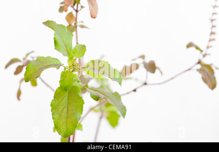 Ocimum tenuiflorum. Le basilic sacré, plante Tulsi et fleurs sur fond blanc Banque D'Images