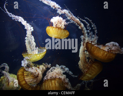 Les méduses dans un aquarium Banque D'Images