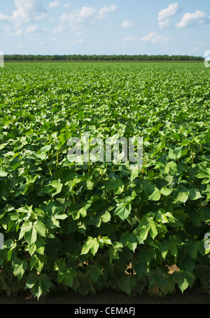 Domaine de la saine croissance mi coton au milieu de floraison, montrant la weda du des plants de coton au bord du champ. Banque D'Images