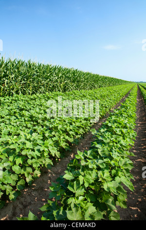 En vis-à-vis de la croissance moyenne de cultures maïs-grain (à gauche) et le coton (à droite). Le maïs et le coton sont d'excellentes cultures de rotation / de l'Arkansas. Banque D'Images